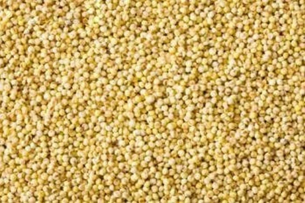 Same Millet - 25kg